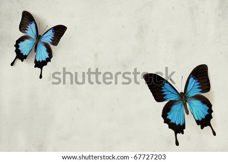 blue butterfly green blue and purple blue butterfly iso