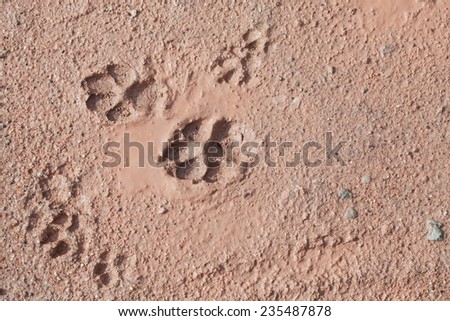Footprint Dog on land