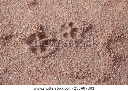 Footprint Dog on land