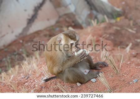 monkey  eat rice on the ground   at  Phuket  thailand