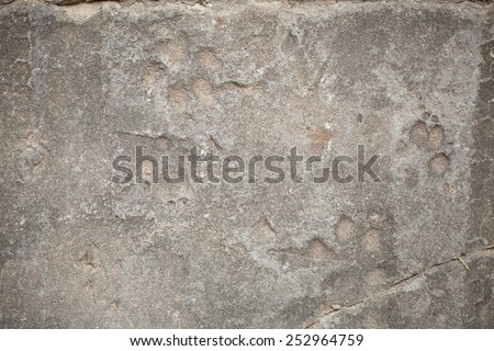Background, Dog footprint on concrete , with vignette background