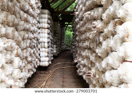Mushroom Farm in ,phuket thailand