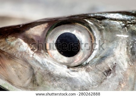 Fish Eye mackerel  Close-Up