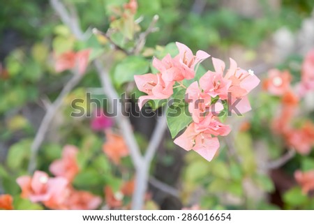 Bougainvillea  flower soft focus on pastel tones, for background , Provincial flower of phuket thailand