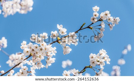 Cherry blossom, Japanese flowering cherry in korea