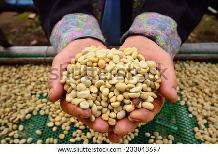 coffee green bean in hand