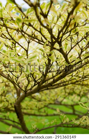 Vintage photo of new leaves on tree branches. Nature background. Forest abstract background