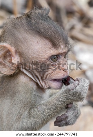 Thailand, Krabi province . Wild monkeys on the beaches of the Andaman Sea. The baby monkey is eating dates.