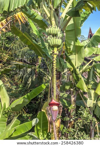 Thailand . Bananas- the highest grass in the world. Fruits and flower on the banana plantation .