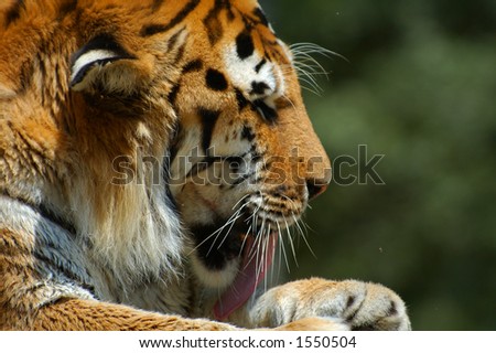 Tiger cleaning its paw