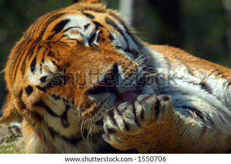 A tiger cleaning its paw