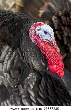 Close-up of Wild Turkey, Meleagris gallopavo