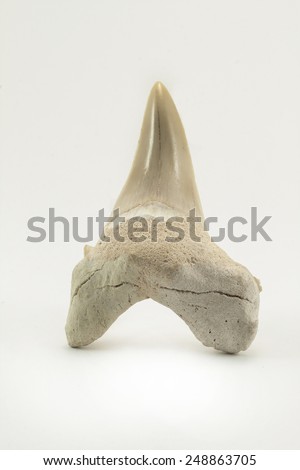 Fossil shark tooth isolated on a white background