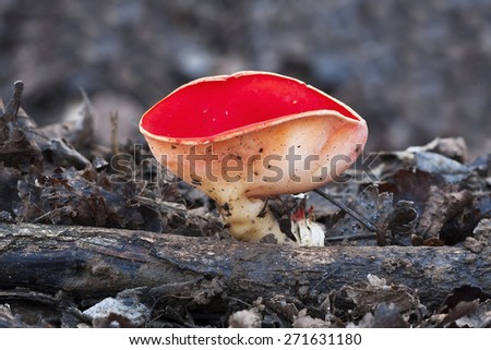sarcoscypha coccinea growing up a dead trunk