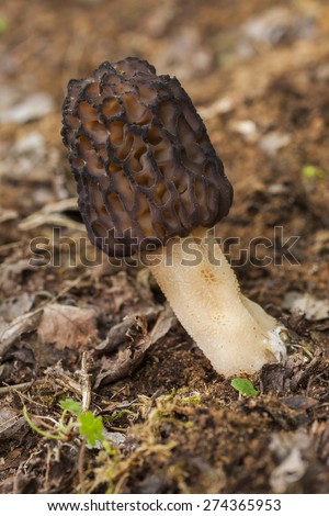 Morchella conica among the leaf litter of the forest