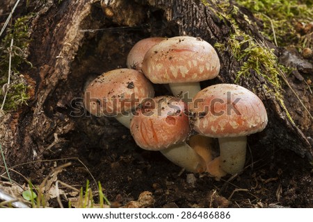 Hypholoma sublateritium growing on a dead log