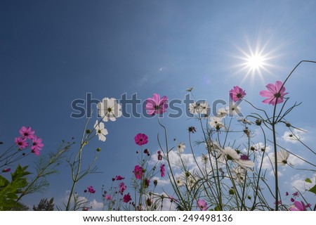 booming Cosmos  flower in garden with the sun.
