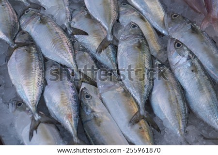 many of mackerel fish sell in fish market, thailand.