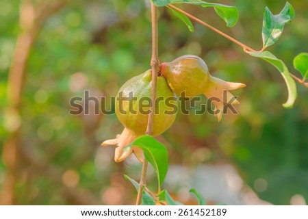 Pomegranate or Punica apple (Punica granatum L.) in garden, Thai herb fruit.