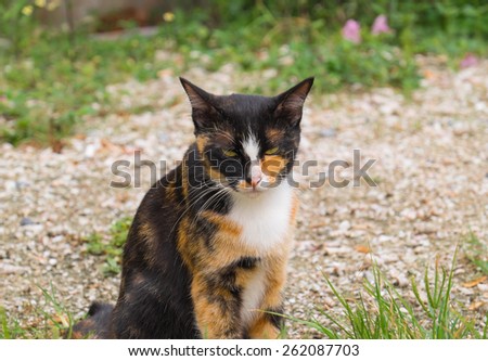 The character of Thai cats show via the eyes; unhappy cat or upset cat.