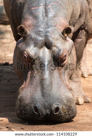 Portrait of a hippopotamus at Mlilwane Wildlife Sanctuary. The Sanctuary is Swaziland\'s oldest protected area, owned and managed by a non-profit trust.
