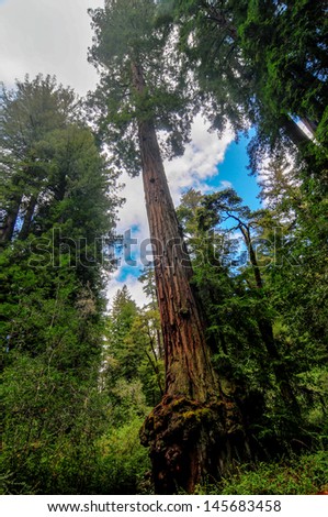 Sequoia Trees in Big Basin Redwoods State Park
