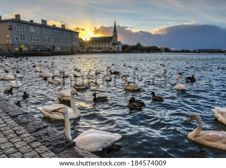 The Reykjavik Free Church is a church in the Free Lutheran congregation of Iceland. In the background of ducks and geese in the city center.