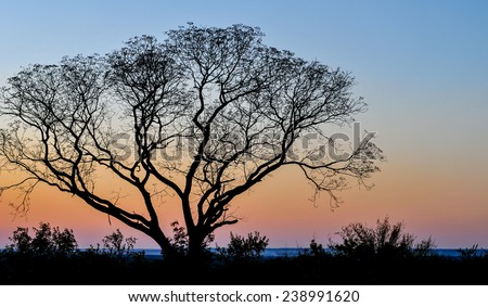 Landscape with an african tree at sunset, Zambia, Africa