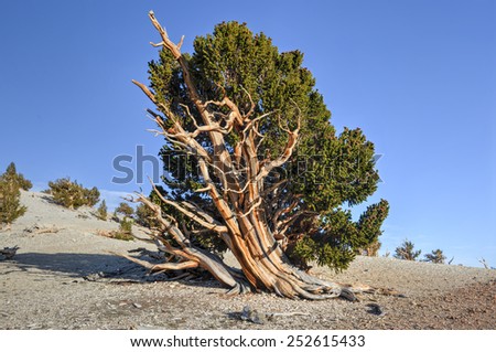 Ancient Bristlecone Pine Forest - a protected area high in the White Mountains in Inyo County in eastern California.