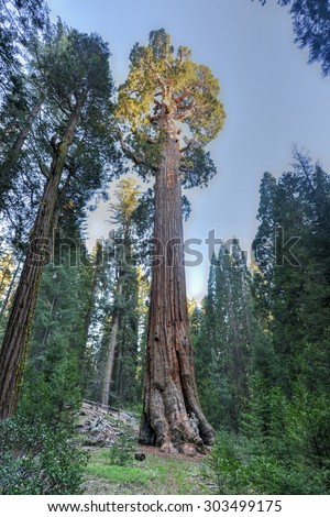 General Grant Tree in Kings Canyon National Park, California