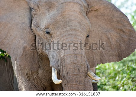 African bush elephants (Loxodonta africana) that have made their homes in the Namib. Desert dwelling elephants are uniquely adopted to extremely dry and sandy conditions.
