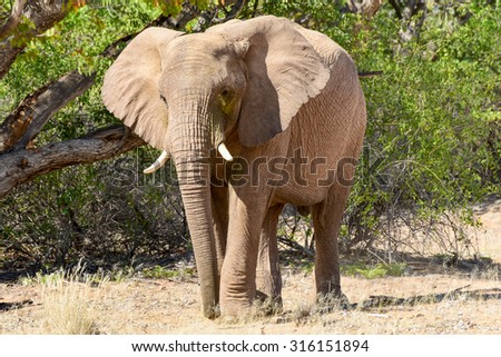 African bush elephant (Loxodonta africana) that have made their homes in the Namib. Desert dwelling elephants are uniquely adopted to extremely dry and sandy conditions.