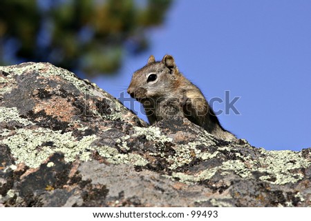 Squirrel sitting on a rock looking at the camera with paw raised
