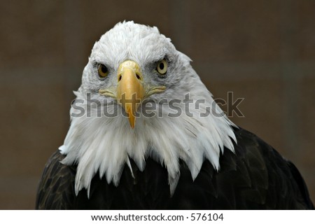 Bald Eagle (Haliaeetus leucocephalus) head shot - Looking straight into the camera
