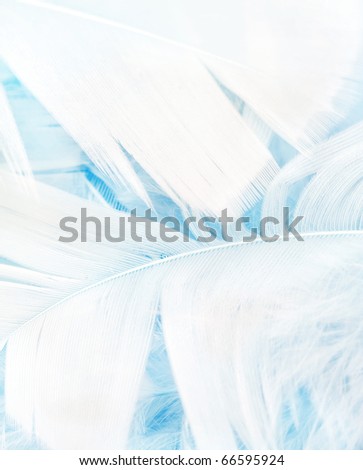 Soft blue feathers, macro background