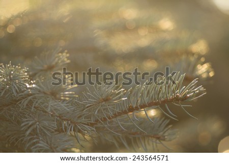 pine branch on sunrise light / Tree in sunrise lights / pine branch on sunrise light