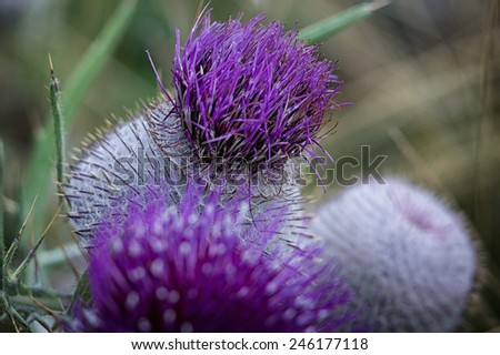 purple flower in a national park / Purple Flower / purple flower in a national park