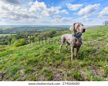 A hilltop view over the lowlands of the Aylesbury Vale with dramatic clouds giving a dappled sun effect. With a dog in the foreground.