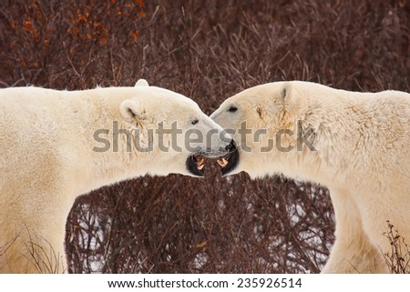 Two polar bears face off show off their symmetrical teeth