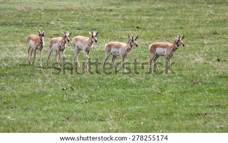 pronghorn antelope walking in a line