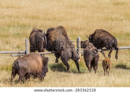 a herd of bison jumps over a ranch fence