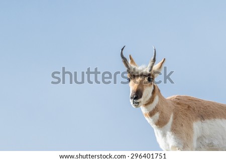 a buck pronghorn\'s neck and head against a pure blue sky. The animal is smiling.