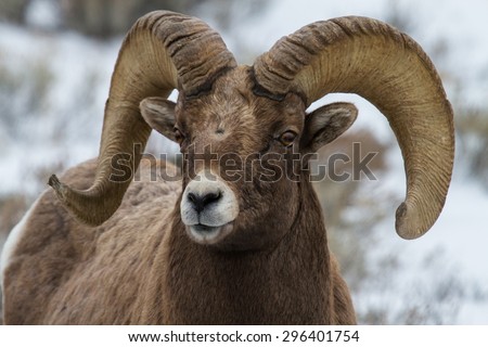 head, face, and horns of an old bighorn sheep ram.