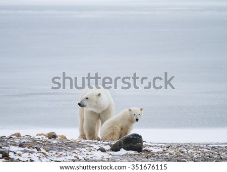a polar bear mother and cub sitting in front of icy background and resting; mother looking to the left, and cub looking towards camera.