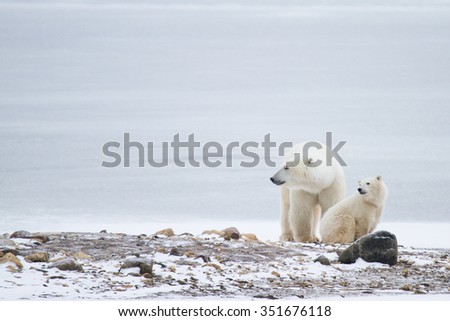 a polar bear mother and cub sitting on rocks against icy white background and looking to the left