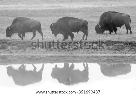three bull bison walking left in line and reflected in the water; black and white