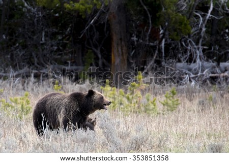 a tiny grizzly bear grasping mother\'s leg. Mother\'s mouth is open and teeth bared. Standing in the sagebrush.