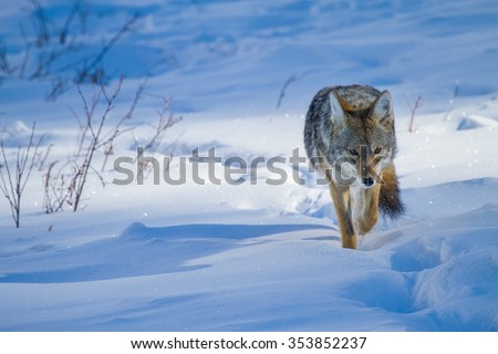 a coyote approaches the camera, hunting along a trail in the deep blue and white snow