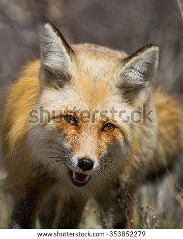close up of a red fox face with glowing eyes and open mouth trotting toward camera