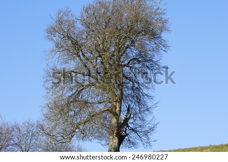 Huge tree with no leaves in winter.
